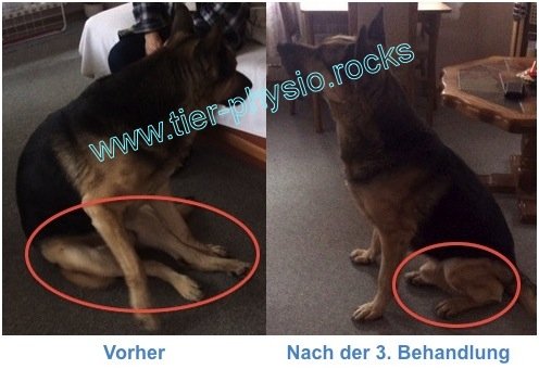 Tierphysiotherapie Hund
