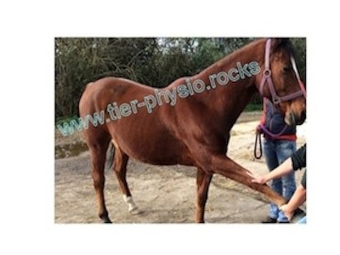 Tierphysiotherapie beim Pferd in Berlin