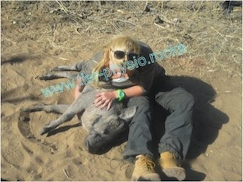 Detonisierende Massage bei einem Warzenschwein